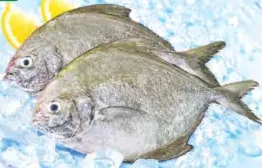 Fresh Black Pomfret