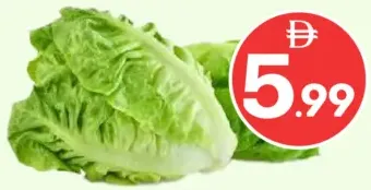 Romaine Lettuce Jordan