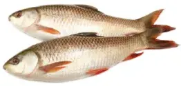 Rohu Fish