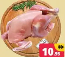 دجاج ليغهورن
