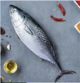 تونا طازجة