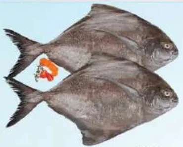 Black Pomfret