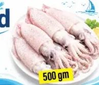 Squid