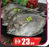 سمك بومفريت أسود