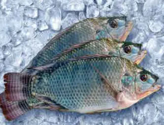 Tilapia Fish