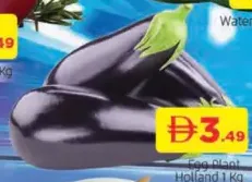 Egg Plant Holland