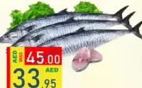 سمك الكنعد متوسط الحجم