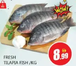 Fresh Tilapia Fish