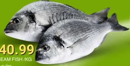 سمك سيبريم (دنيس)