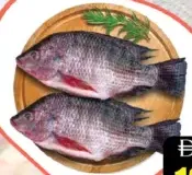 سمك البلطي