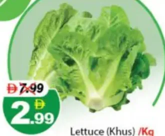 Lettuce (Khus)