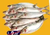 سردين كبير بدون تنظيف
