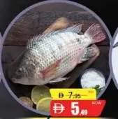 بلطي طازج مصري بالكيلو