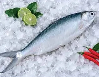 Milk Fish Big