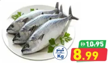 سمك تونة أسود محلي