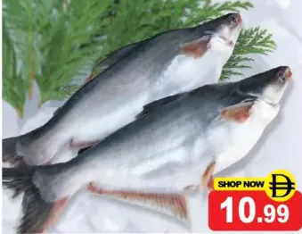 Pangus Fish