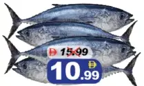 Tuna Fish