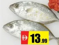 Jesh Trevally (Para Fish)