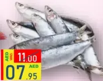 Sardine Big