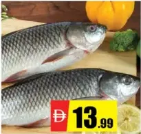 Fresh Rohu Fish
