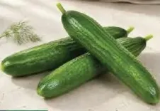 Cucumber