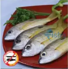 سمك نايسر