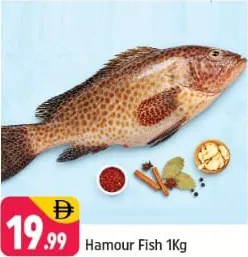 Hamour Fish