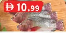 Tilapia