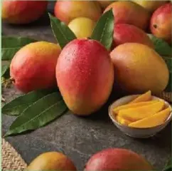 مانجو مصر