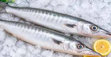 Barracuda Fish
