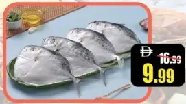 Cd Mullan Fish