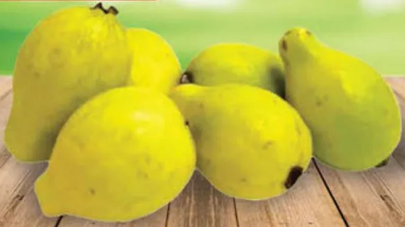 Guava Egypt