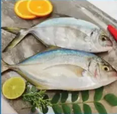 سمك جاش