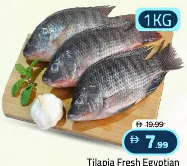 Tilapia Fresh Egyptian