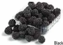 Black Berries PP
