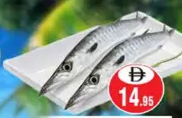 Barracuda Fish