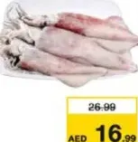 Squid Fresh Big