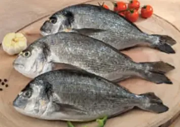 Seabream Fish
