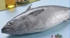 تونة أبيض كجم