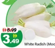فجل أبيض (مولي)
