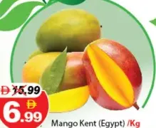 Mango Kent (Egypt)