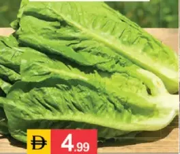 Kass Lettuce
