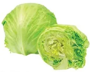 خس آيس برغ