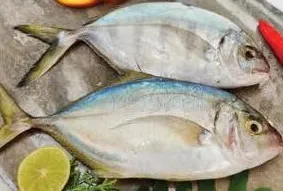 سمك جيش (كيلو)