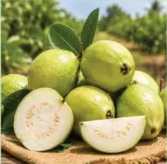 Guava Egypt