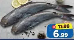 Cat Fish (Eatta)