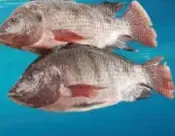 Tilapia Fresh Fish