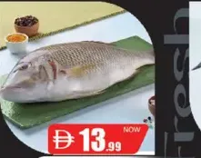 سمك شعري كبير