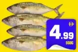 Mackerel Fish