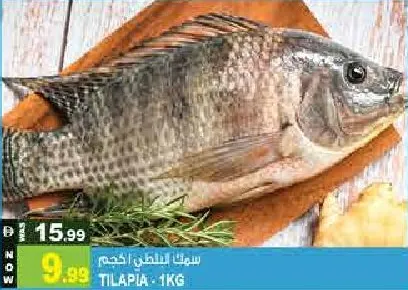 Tilapia